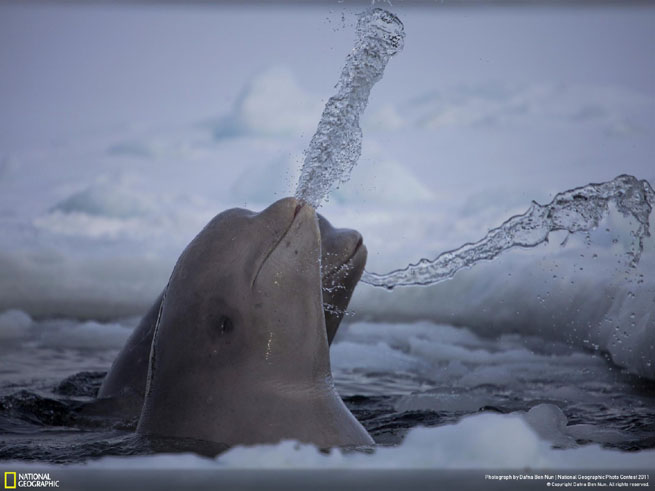 Фото Dafna Ben Nun, Белухи в арктических водах весело проводят время.