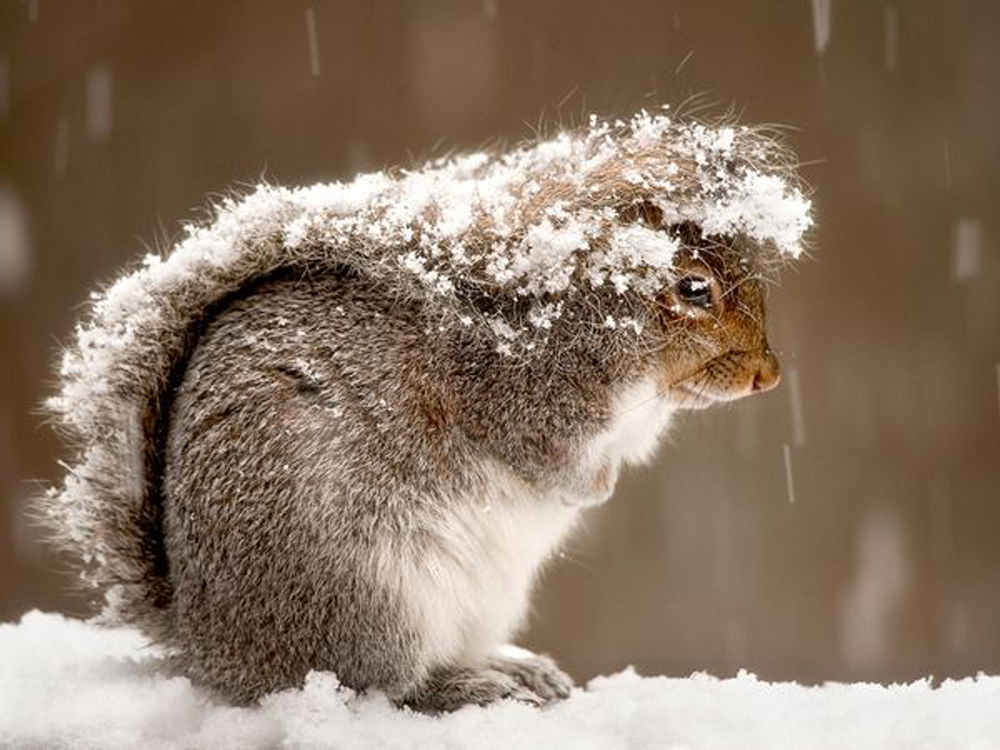 Белка в снегу, США. Ray Yeager