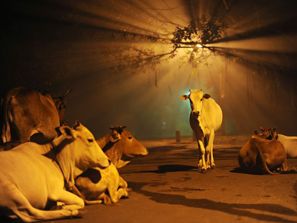 Коровы, Индия. Mariajoseph Johnbasco.