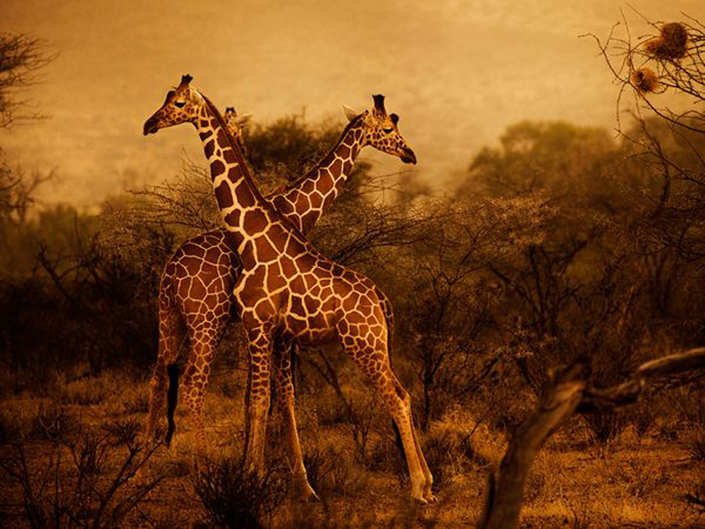 Жирафы, Кения. Diego Arroyo.