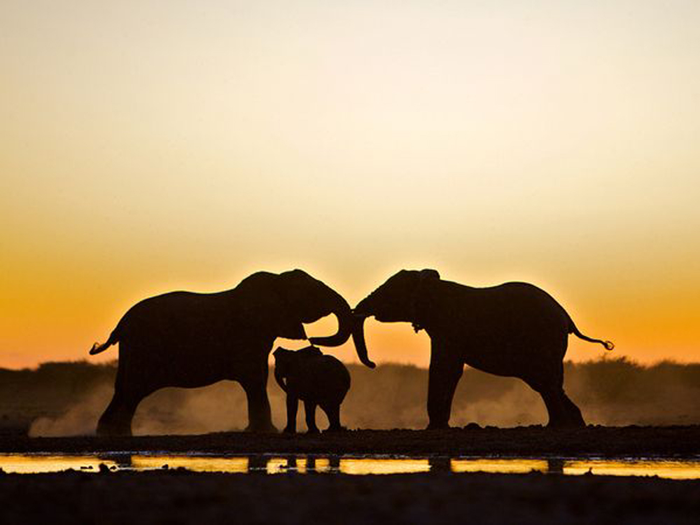 Слоновье Трио, Намибия. Susan McConnell.